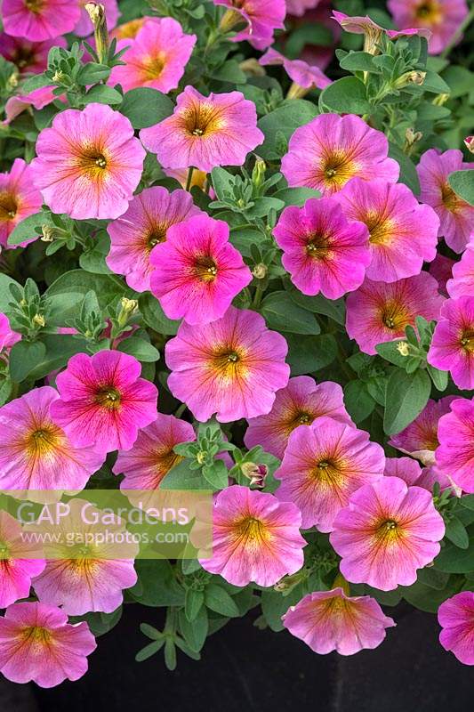 Petunia x Calibrachoa - Petchoa BeautiCal 'Sunray Pink'