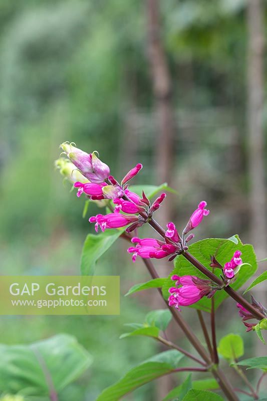 Salvia involucrata 'Boutin' - Rosy Leaf Sage 'Boutin'