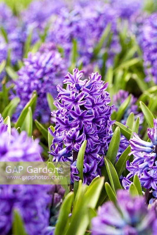 Hyacinthus orientalis 'Blue Jacket' - Hyacinth 'Blue Jacket'