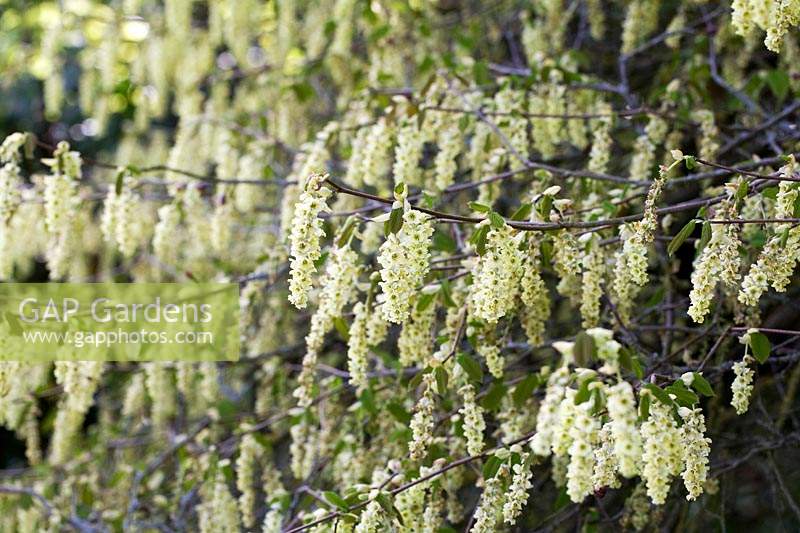 Corylopsis glabrescens - Fragrant Winter Hazel