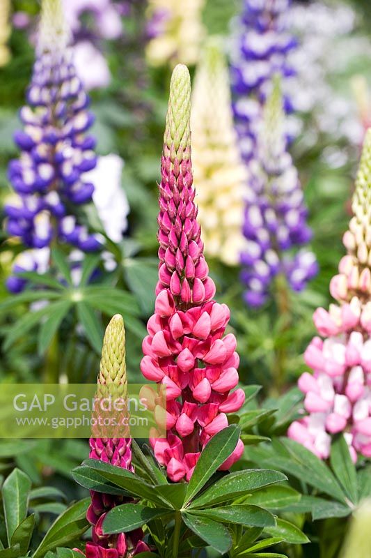 Lupinus 'The Page' - May