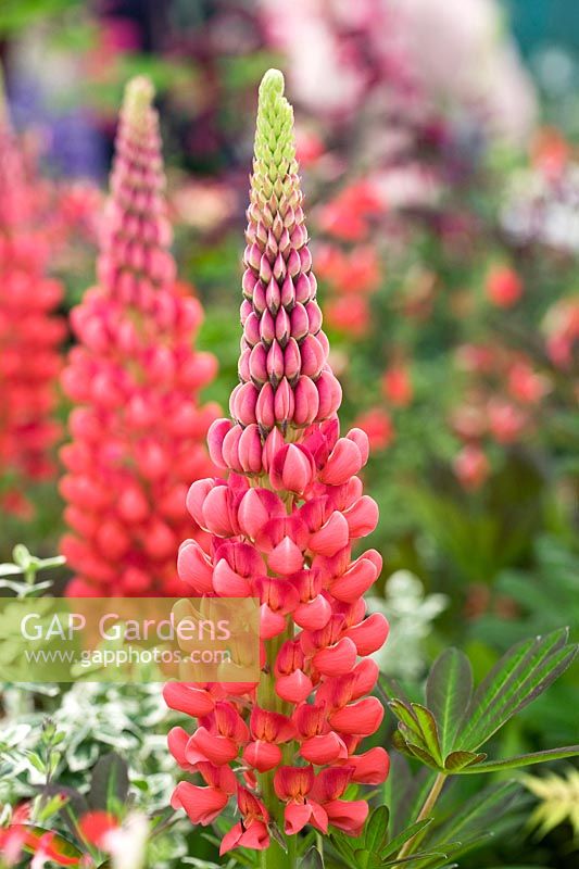Lupinus 'Beefeater'- Lupin 'Beefeater' - May