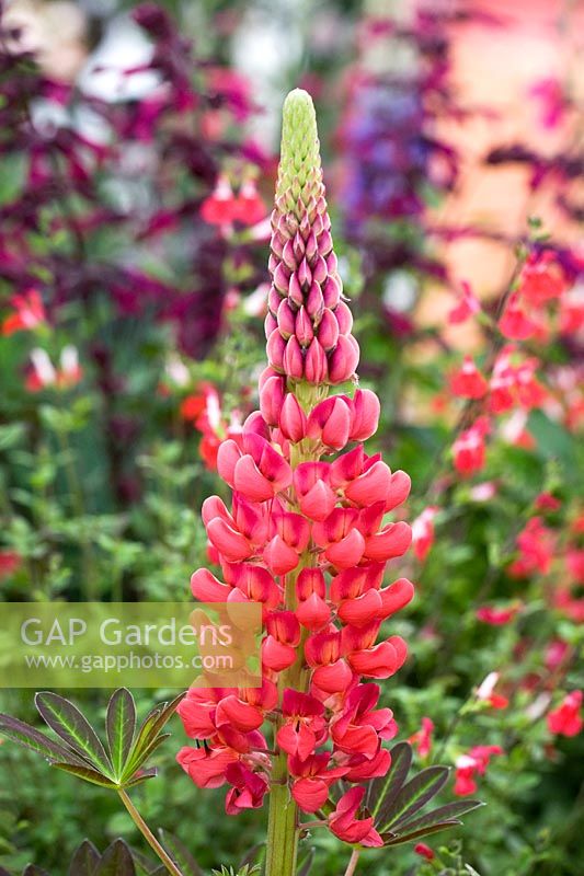 Lupinus 'Beefeater' - Lupin 'Beefeater' - May