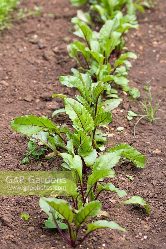 Beetroot seedlings - June - garden