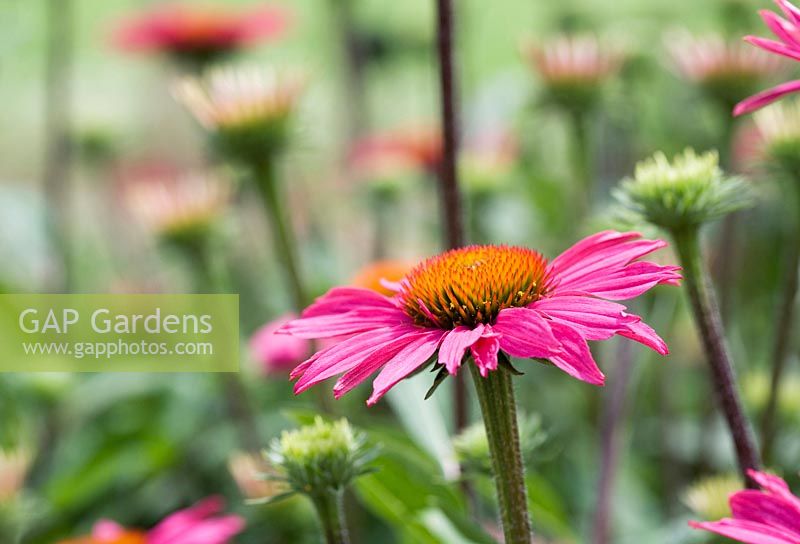 Echinacea 'Pink Shimmer' - Coneflower 'Pink Shimmer' - July