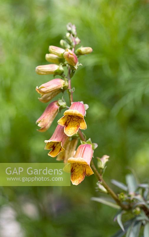 Digitalis obscura - Willow-leaved Foxglove - July