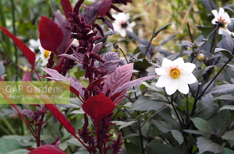 Dahlia 'Twynings After Eight' with Amaranth 