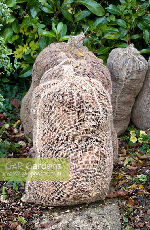 Loose-weave jute sacks filled with fallen autumn leaves. 