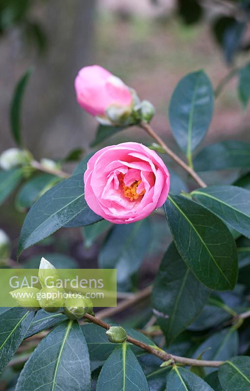 Camellia x williamsii 'Jenefer Carlyon' - Camellia 'Jenefer Carlyon'