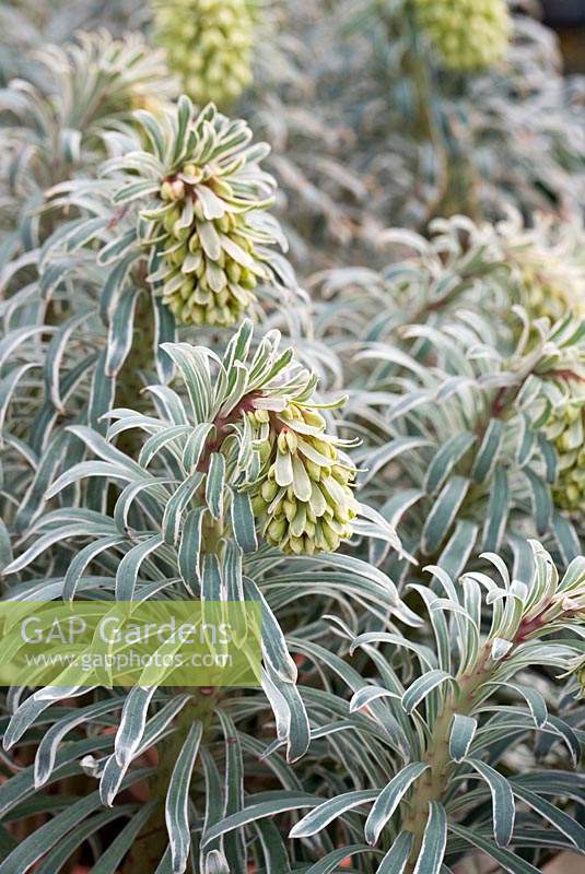 Euphorbia characias 'Glacier Blue' - Spurge 'Glacier Blue'