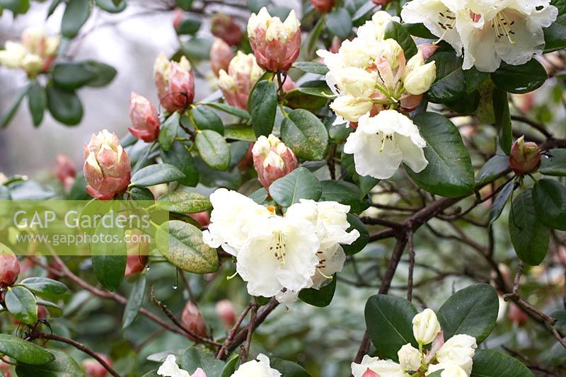 Rhododendron 'Rothenburg'