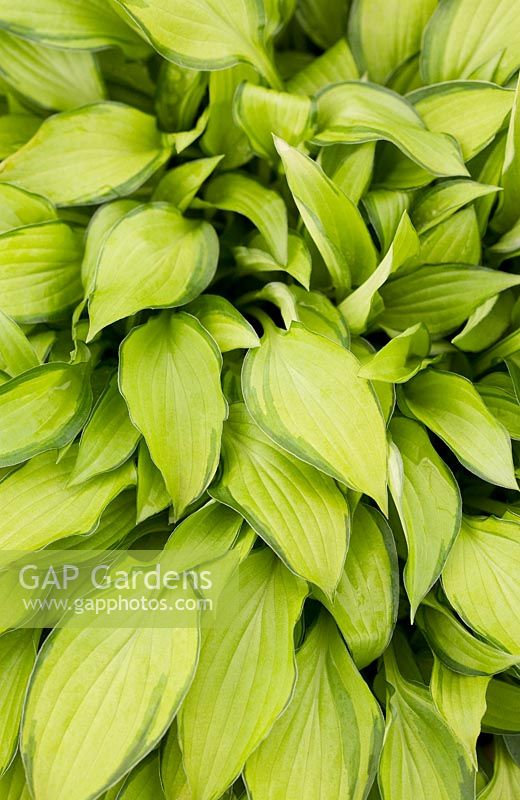 Hosta 'Twist of Lime' - Plantain Lily 'Twist of Lime'