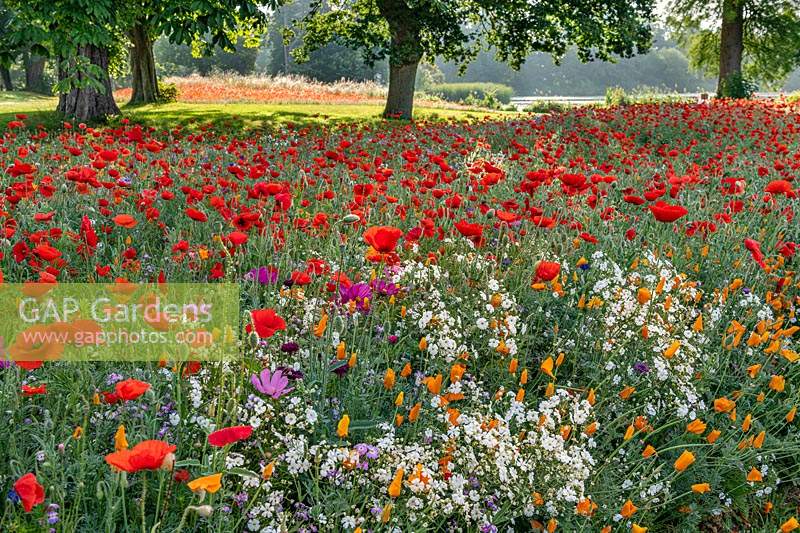 Wildflowers at Hever Castle, Kent, UK. 