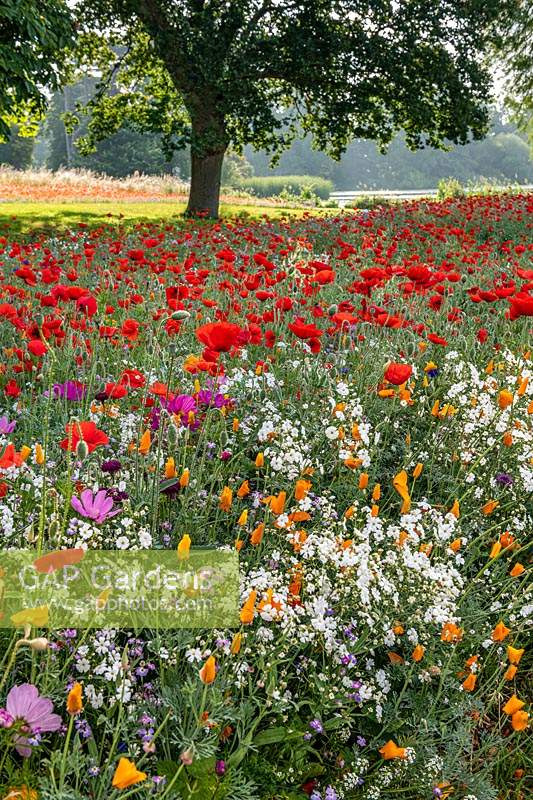 Wildflowers at Hever Castle, Kent, UK.