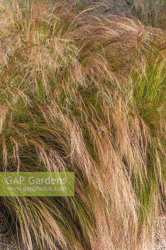 Nassella tenuissima - Mexican feather grass