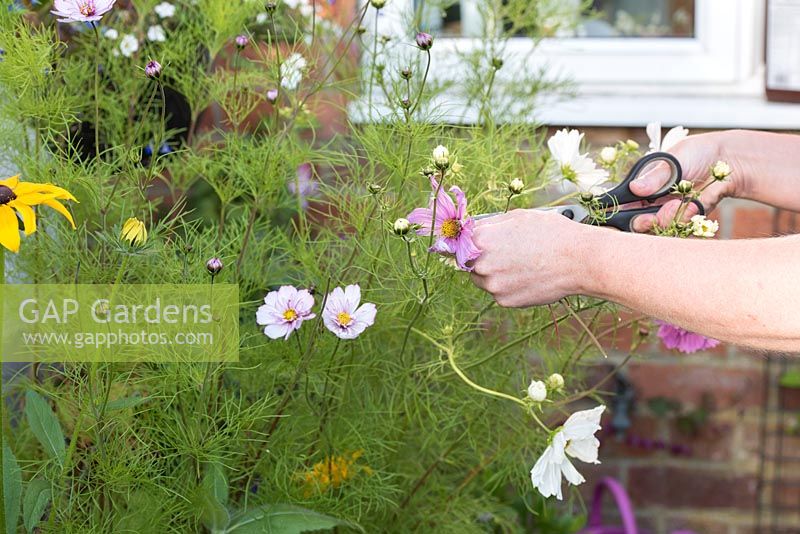 Gardener deadheading cosmos flowers with scissors in an English garden