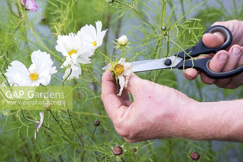 Gardener deadheading cosmos flowers with scissors in an English garden