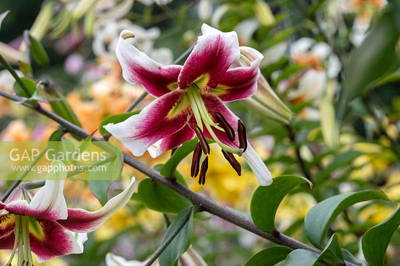 Lilium 'Leslie Woodriff' - Oriental trumpet lily