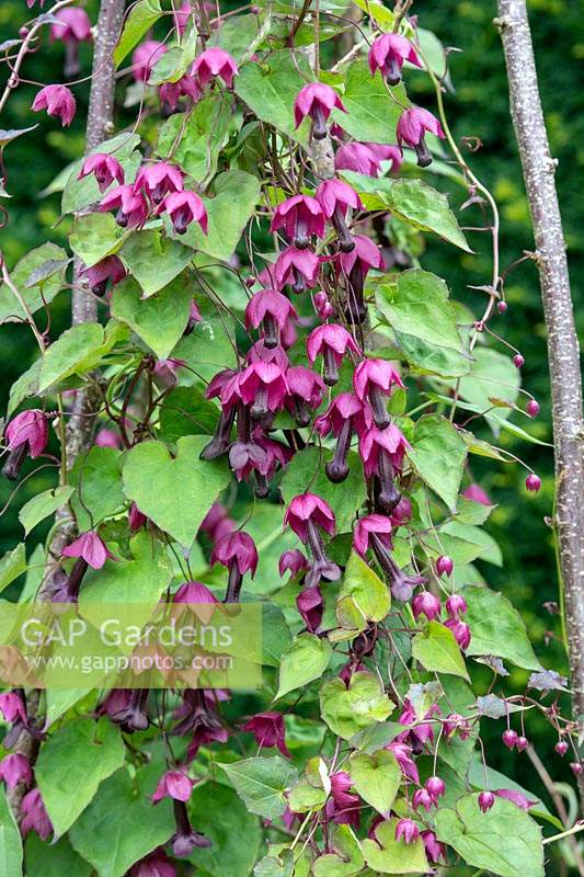 Rhodochiton atrosanguineus - Purple bell vine