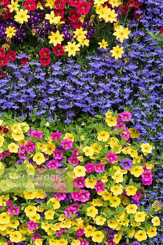 Colourful calibrachoa and lobelia flower wall 