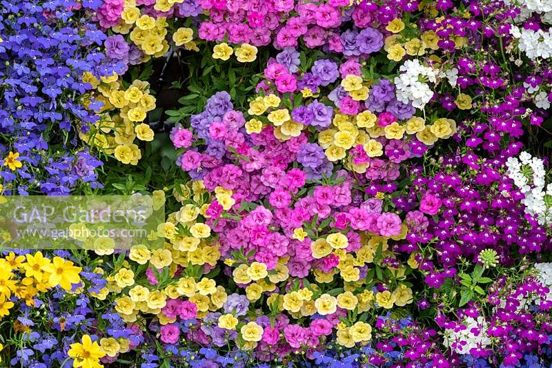 Colourful double flowering Calibrachoa and lobeli wall 