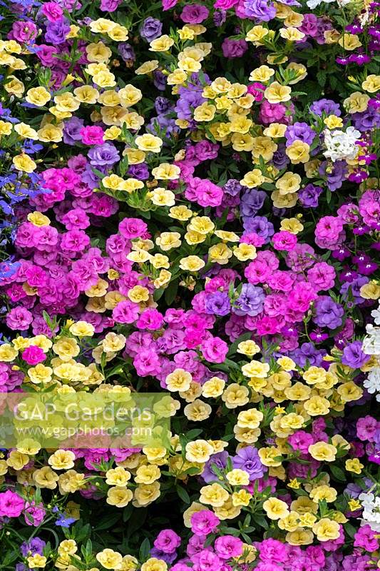 Colourful double flowering Calibrachoa wall 