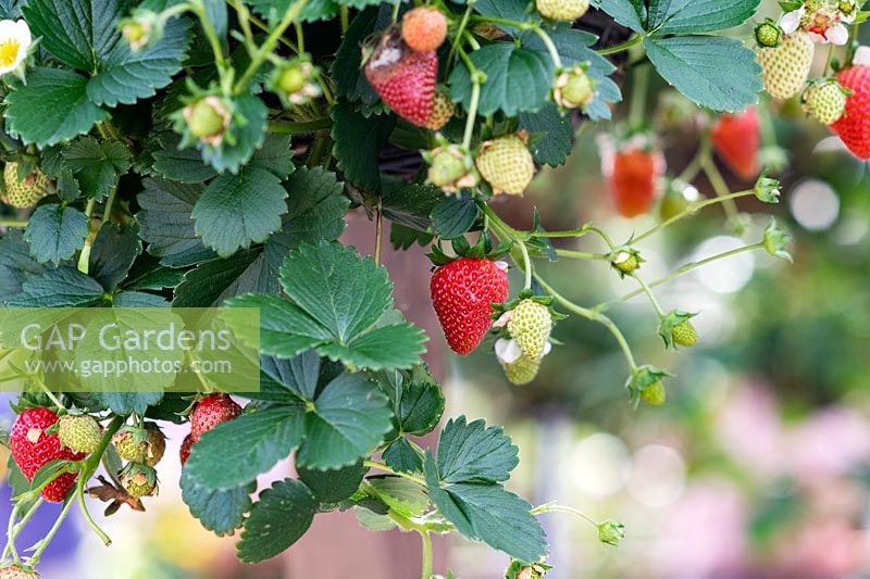 Fragaria x ananassa 'Loran' - Strawberry 'Loran' in a hanging basket. 
