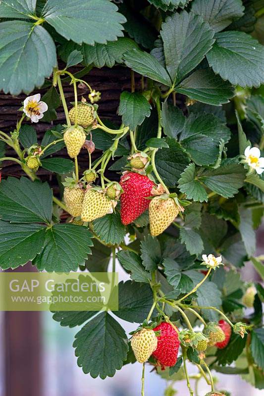 Fragaria x ananassa 'Loran' - Strawberry in a hanging basket