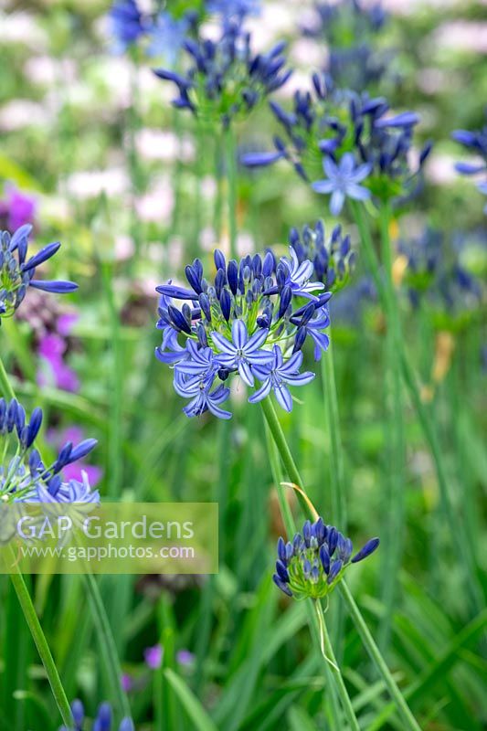 Agapanthus 'Northern star' - African Lily 