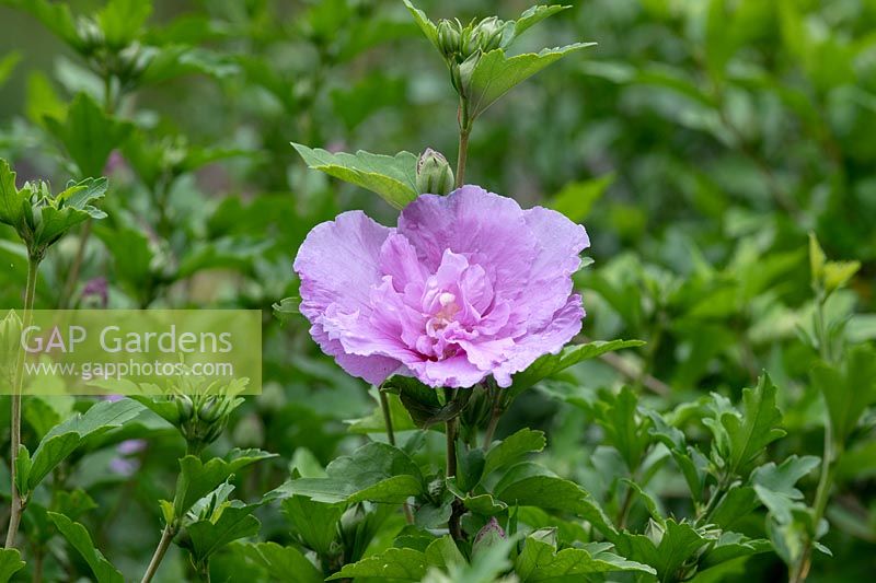 Hibiscus syriacus Lavender Chiffon 'Notwoodone' - Double-flowered Rose of Sharon 'Lavender Chiffon'

