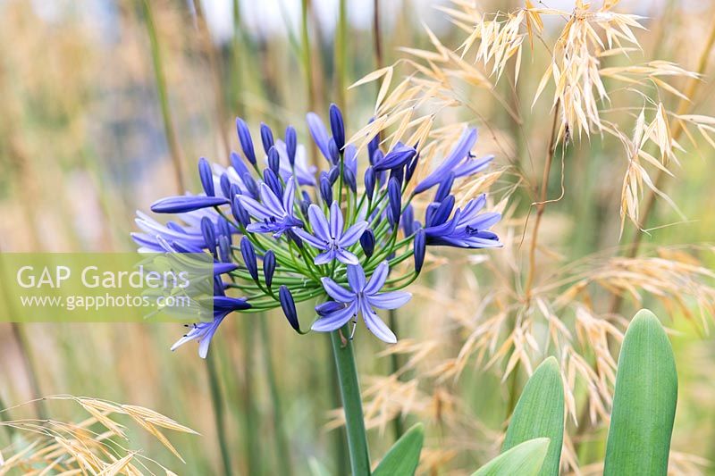 Agapanthus 'Castle of Mey' and Stipa gigantea - African Lily 'Castle of Mey' and Golden Oats