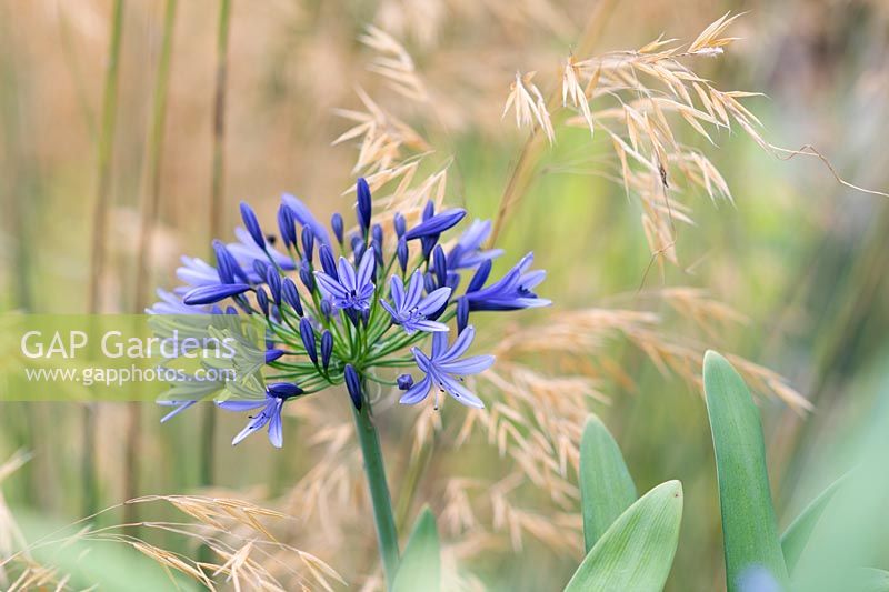 Agapanthus 'Castle of Mey' and Stipa gigantea - African Lily 'Castle of Mey' and Golden Iats