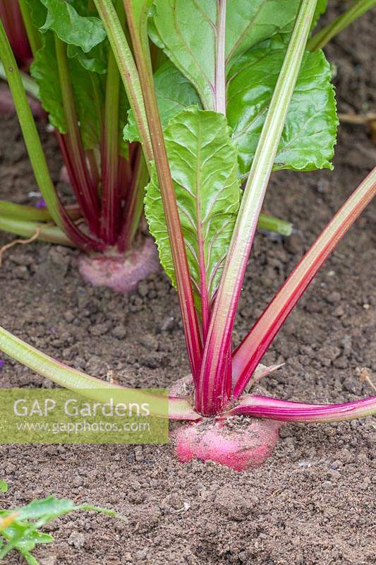 Beetroot 'Barbabietola di Chioggia' growing in vegetable garden and ready for harvest. 