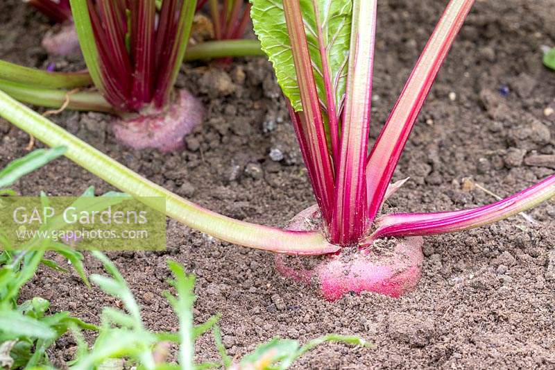 Beetroot Barbabietola di Chioggia growing but ready for harvest