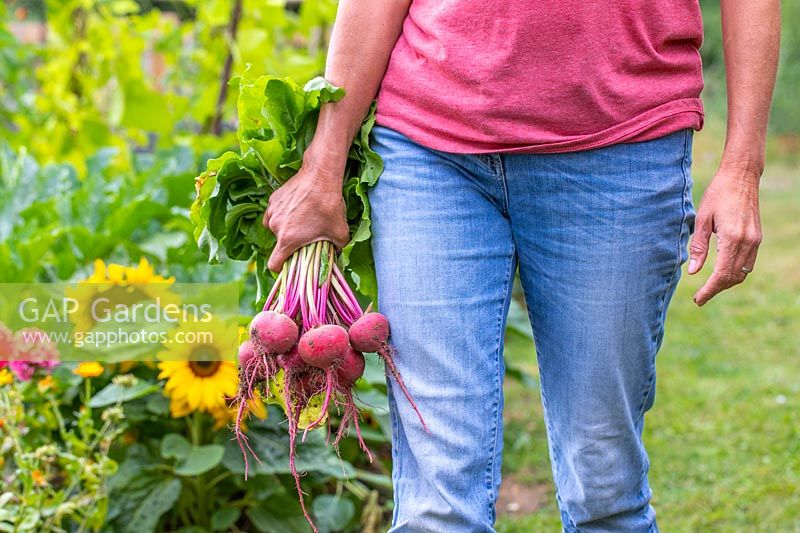 Woman holding bundle of harvested Beetroot 'Barbabietola di Chioggia'.