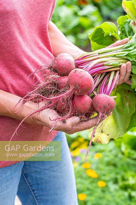 Woman holding bundle of harvested Beetroot Barbabietola di Chioggia