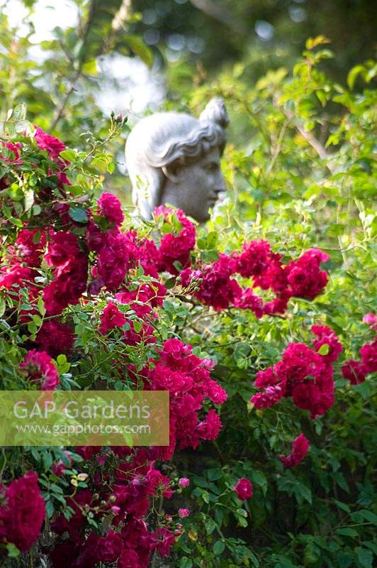 View over flowering Rosa - Rose to statue of woman's head. 