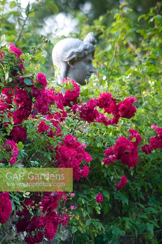 View over flowering Rosa - Rose to statue of woman's head.