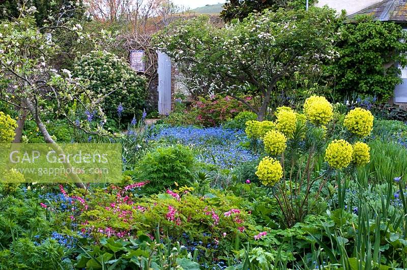 Spring flowering perennials and blossoming trees at Charleston, East Sussex.
