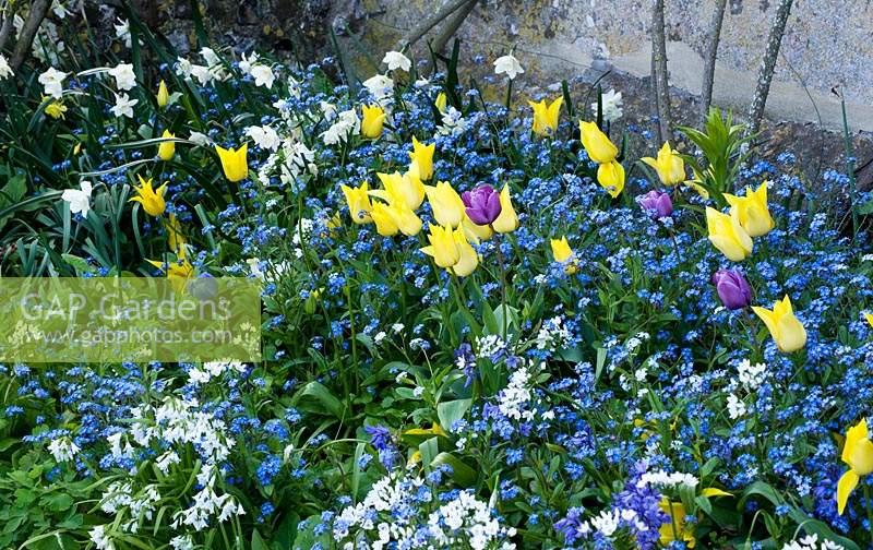 Spring border with flowering Tulipa and Myosotis - Forget-me-not. 