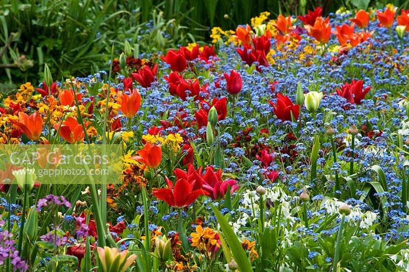 Spring flowering border with Red Tulipa and Myosotis - Forget-me-not. 