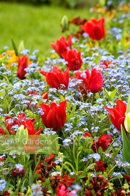 Red Tulipa - Tulips and Myosotis - Forget-me-not in border.