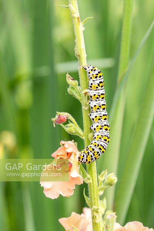 The mullein moth - Cucullia verbasci caterpillar