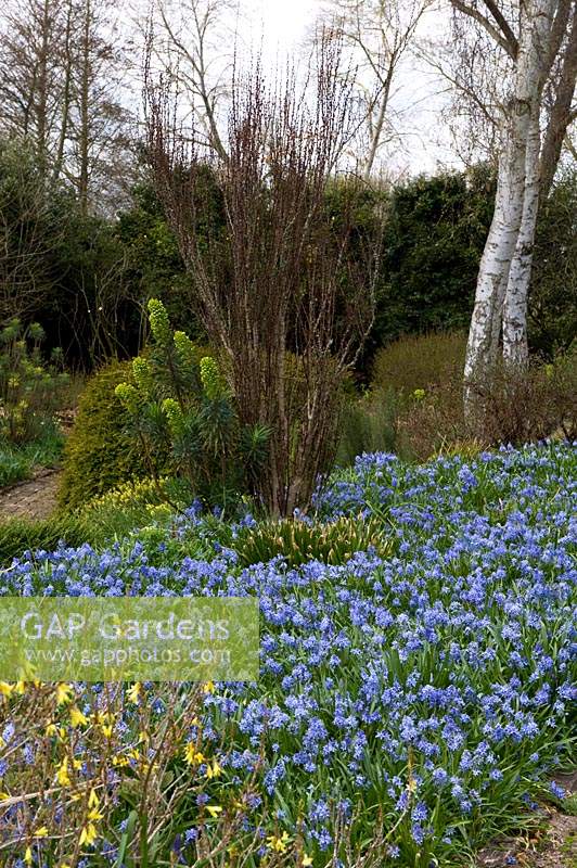 Spring borders at Fullers Mill Garden, Suffolk, UK. 