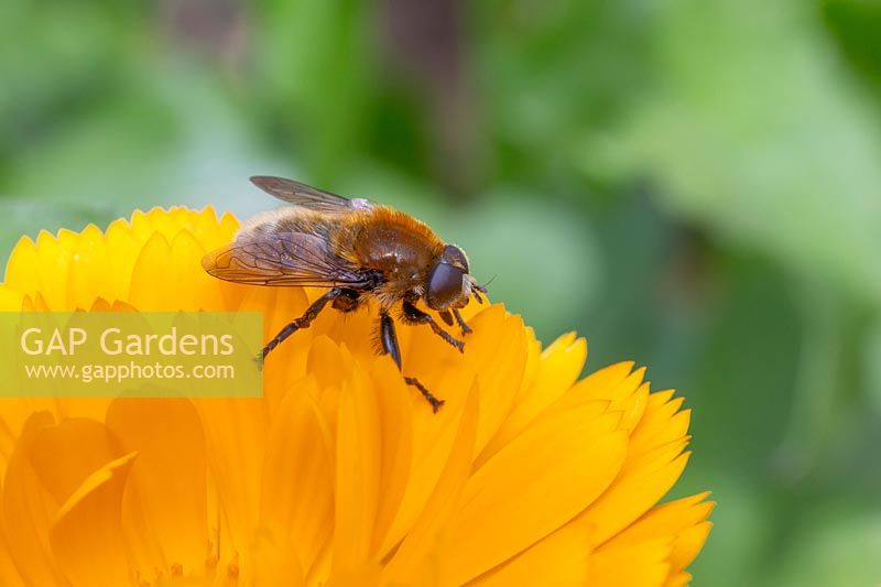 Bee mimic hoverfly on Marigold - Calendula petal