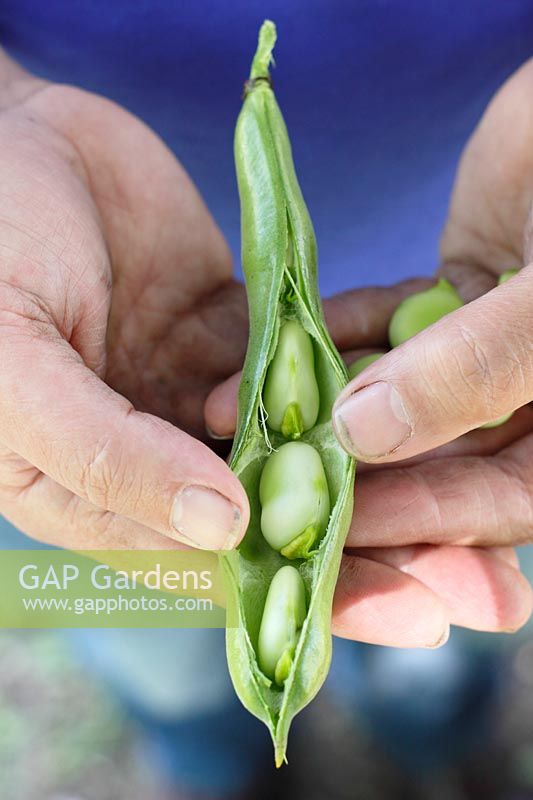 Person holding open pod of broad beans - Vicia faba 'The Sutton'