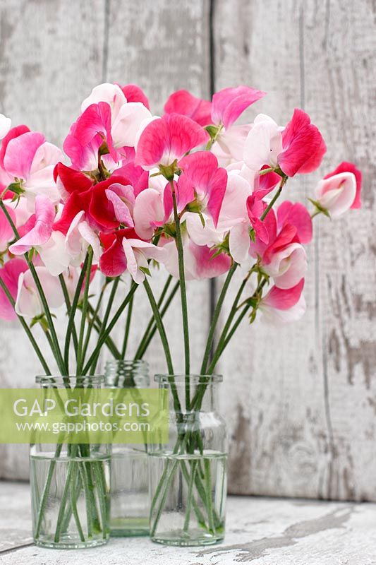 Glass vases filled with cut sweet peas against textured wooden background. 
