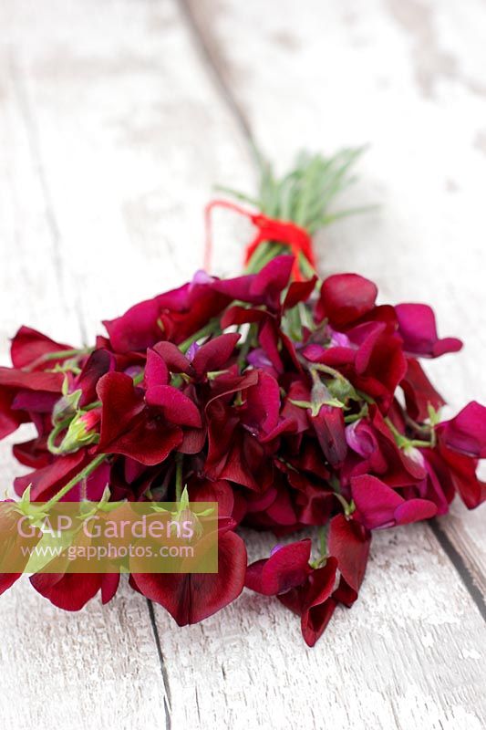Lathyrus odoratus 'Black Knight' - Bunch of sweet peas displayed on a white textured background