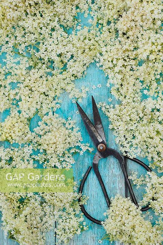 Freshly picked elderflower blossoms on blue textured background with scissors. 
