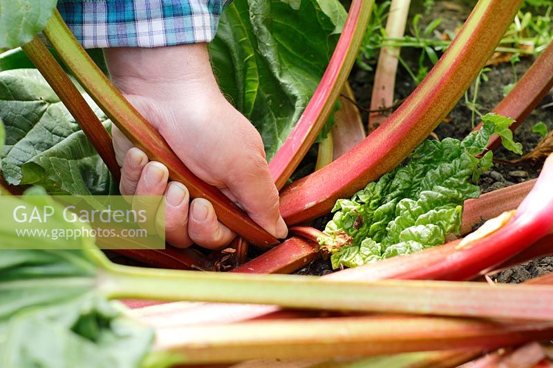 Rheum rhabarbarum. Harvesting rhubarb stems in an organic garden â€“ May